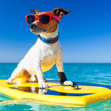 Emmener votre chien en vacances - 23 689 Appartements & Maisons de Vacances