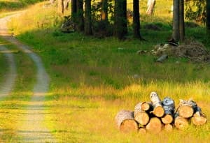 Harz du Sud