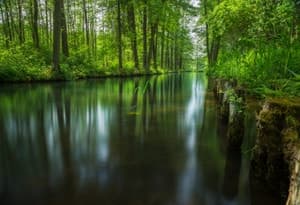 Forêt de la Sprée