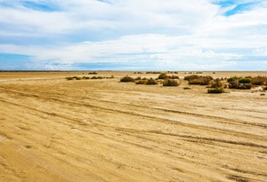 Eucaliptus Playa