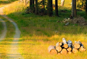 Harz du Sud